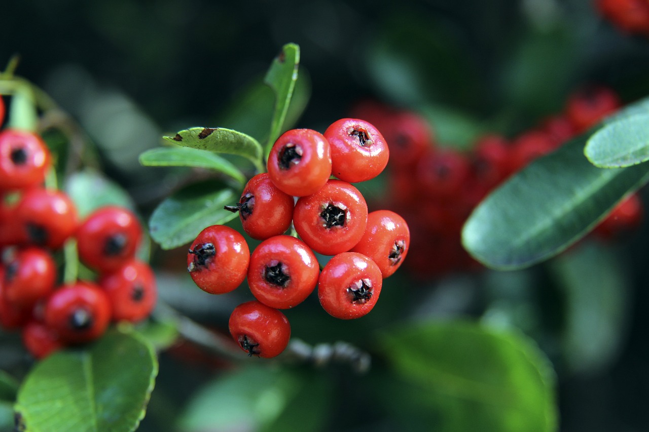 将达曼协作 将达曼协作